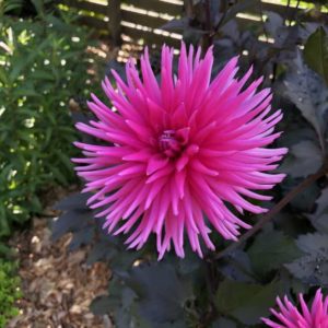 Dahlia 'Electro Pink' (PlantHaven)