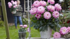 Webinar to Offer Tips for Growers on Doing Business Under Duress