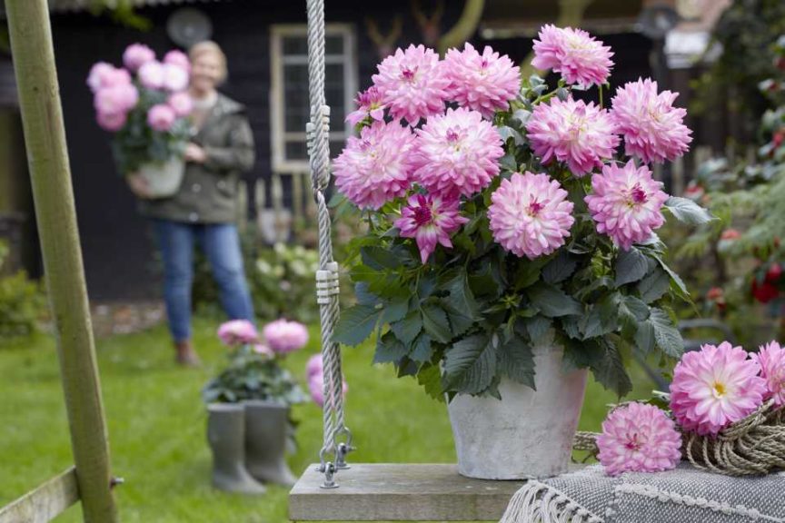 Dahlia LaBella Gigante Pink bicolor (Beekenkamp Plants)