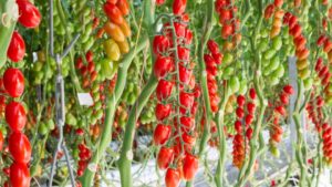 New Tech Partnership Stands to Benefit Greenhouse Vegetable Growers