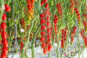 Delisher (De Ruiter, Seminis Vegetable Seeds)