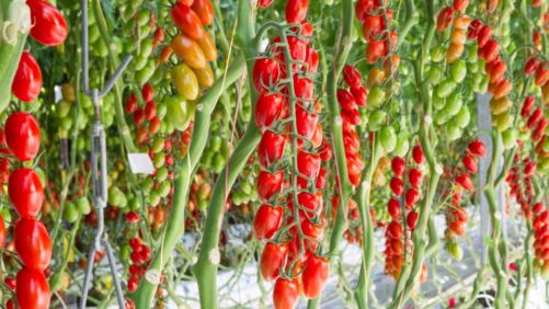 New Tech Partnership Stands to Benefit Greenhouse Vegetable Growers