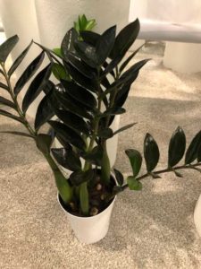 Zamioculcas zamiifolia 'Nova Star' ZZ Plant (Deroose Plants)