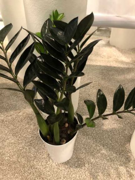 Zamioculcas zamiifolia 'Nova Star' ZZ Plant (Deroose Plants)