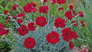 Seven New Spring Perennials You Can Find at CAST This Year