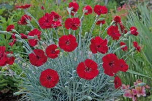 Dianthus ‘American Pie Cherry Pie’ (PlantHaven International)