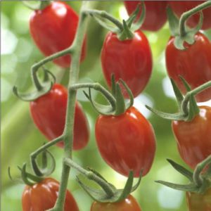 Duelle (Syngenta Vegetable Seeds)