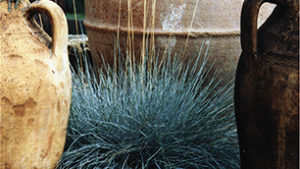 Producing Festuca ‘Elijah Blue’