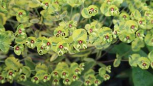 A Closer Look at 16 New Potted Plants Debuting at CAST 2020