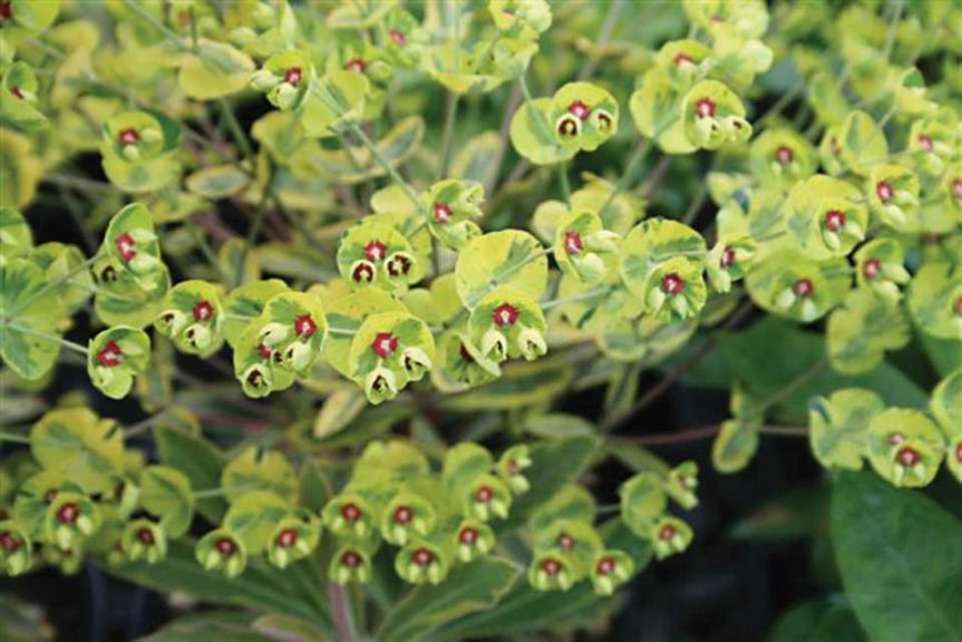 Euphorbia 'Ascot Rainbow' (Quality Cuttings)