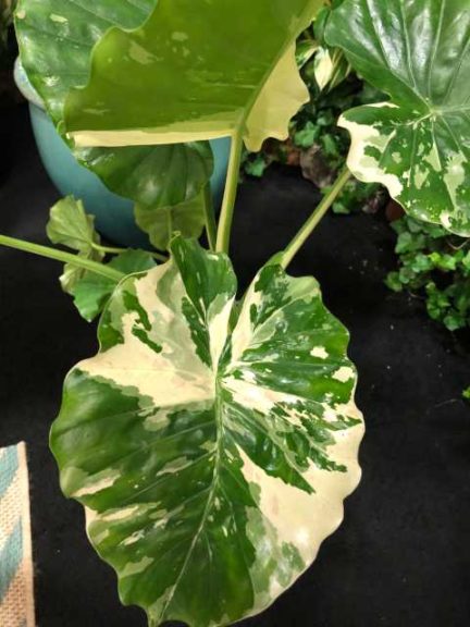 Alocasia odora ‘Variegata’ (Excelsa Gardens)