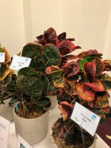 Codiaeum variegatum 'Thai Dye' Series Croton (ForemostCo)