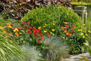 Gerbera Garvinea Cheeky Series (HilverdaFlorist)