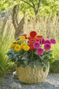 Gerbera Glorious Series (HilverdaFlorist)