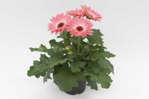 Gerbera 'Majorette Pink Halo' (Sakata Ornamentals)