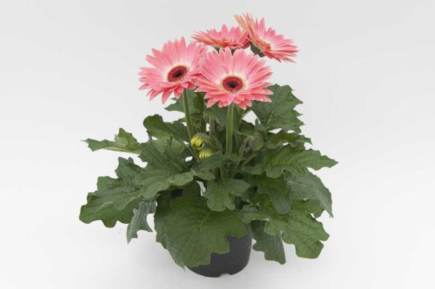 Gerbera 'Majorette Pink Halo' (Sakata Ornamentals)