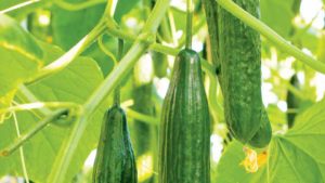 'Poinente' (Harris Seeds and Enza Zaden)