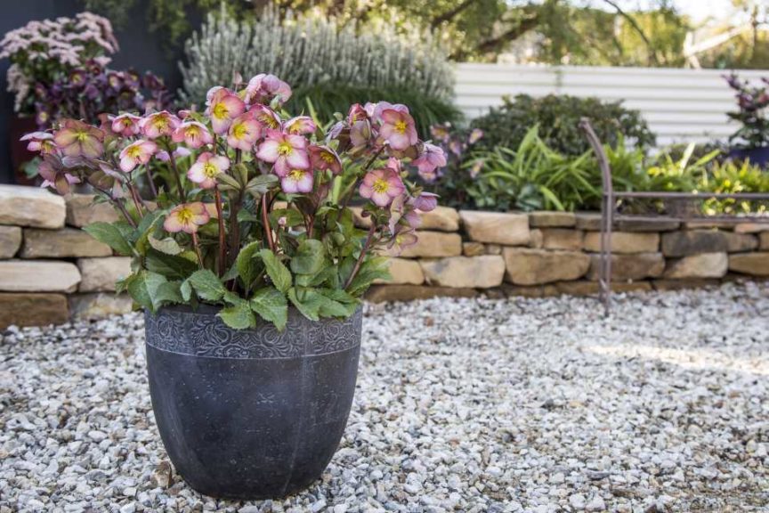 Hellebore ‘Frostkiss Cheryl’s Shine’ (Pacific Plug & Liner)