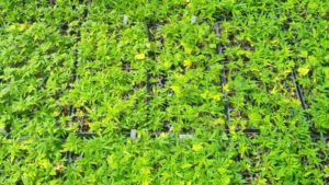 Michigan Hemp Trials Focus on Yield and Quality