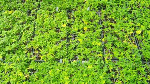 Michigan Hemp Trials Focus on Yield and Quality