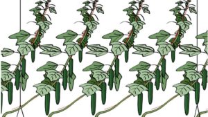 How High-Wire Growing Can Take Cucumbers to the Next Level