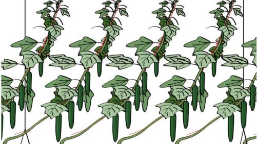 Lessons Learned in High-Wire Greenhouse Cucumber Production