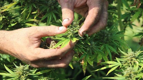 Heads Up Hemp Growers: USDA Publishes Final Rule on Hemp Production