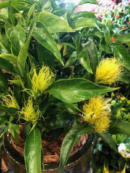 Schaueria calytricha 'Yellow Dancer' Golden Plume (Island Tropical Foliage)