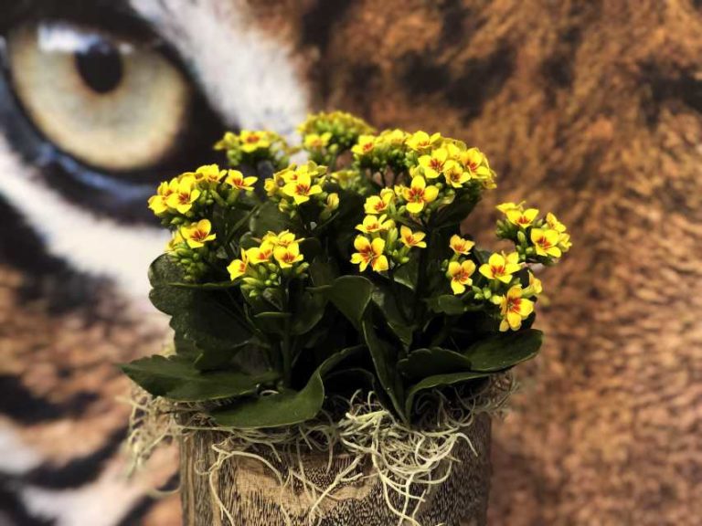 Kalanchoe Tiger series (Beekenkamp Plants)