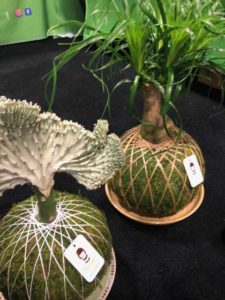 Kokedamas (Kazumi Garden)