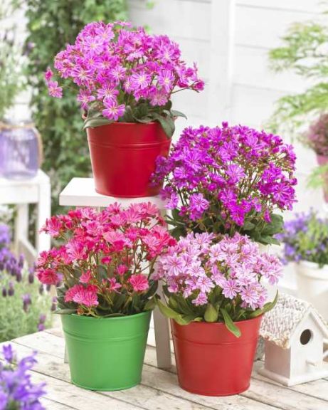 Lewisia Safira collection (Flamingo Holland)