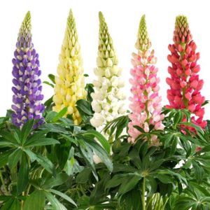 Lupinus polyphyllus Lupini Series (Hem Genetics)