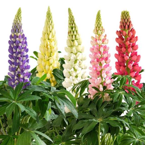 Lupinus polyphyllus Lupini Series (Hem Genetics)