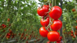 Midwest Tomato Grower MightyVine Acquired by Plant Agricultural Systems