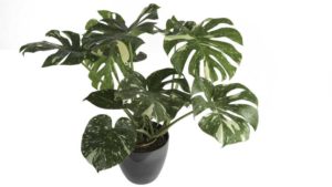 Favorite New Foliage Plant at TPIE 2020 Is out of This World