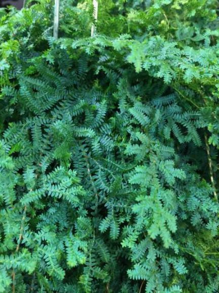 Selaginella uncinata 'Rainbow Peacock' Fern (Morning Dew Tropical Plants)