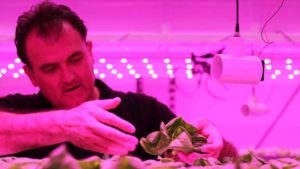 Researchers Tackling Viability of Leafy Greens in Vertical Farming Production