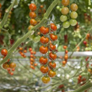 Nebula (Syngenta Vegetable Seeds)