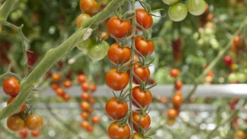 Supply Chain Issues Hitting Canadian Growers