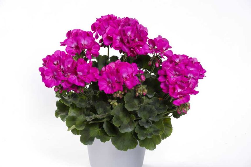 Pelarginium 'Two in One Violet' (PAC)