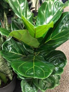 Ficus lyrata Fiddle-Leaf Fig (Railroad Nursery)