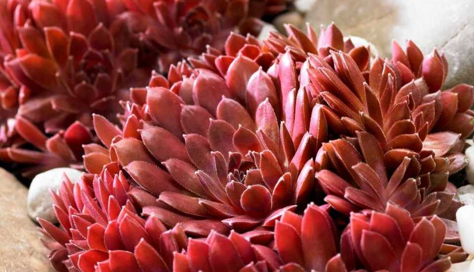 Sempervivum 'Coral Red' (Quality Cuttings)