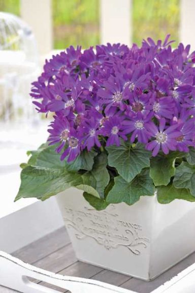 Pericallis ‘Senetti Violet’ (Suntory Flowers)