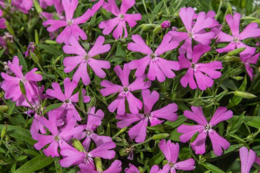 Silene ‘Carol Jean’ (Green Fuse Botanicals)