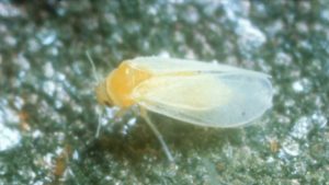 Whitefly Is Focus of First Known Plant-to-Insect Gene Transfer