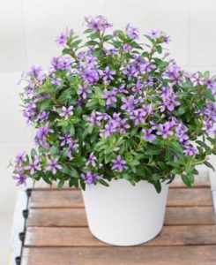 Catharanthus ‘Soiree Kawaii Blueberry Kiss’ (Suntory Flowers)
