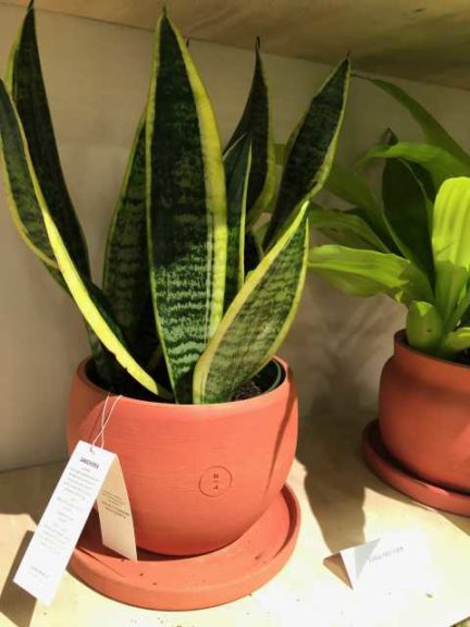 Free-Form Artisan Collection (The Urban Jungle)