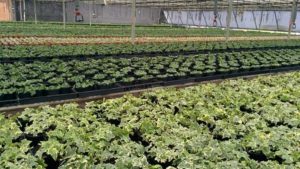 Pennsylvania Foliage Grower Expands Into Florida