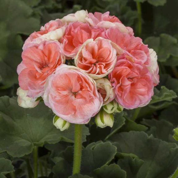 Vegetative Geranium Zonal 'Rosalie Antique Salmon' (Syngenta Flowers, ThinkPlants)