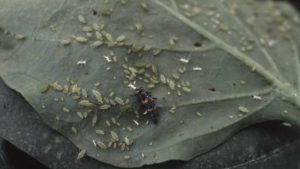 Top Pests to Monitor in Greenhouse Peppers